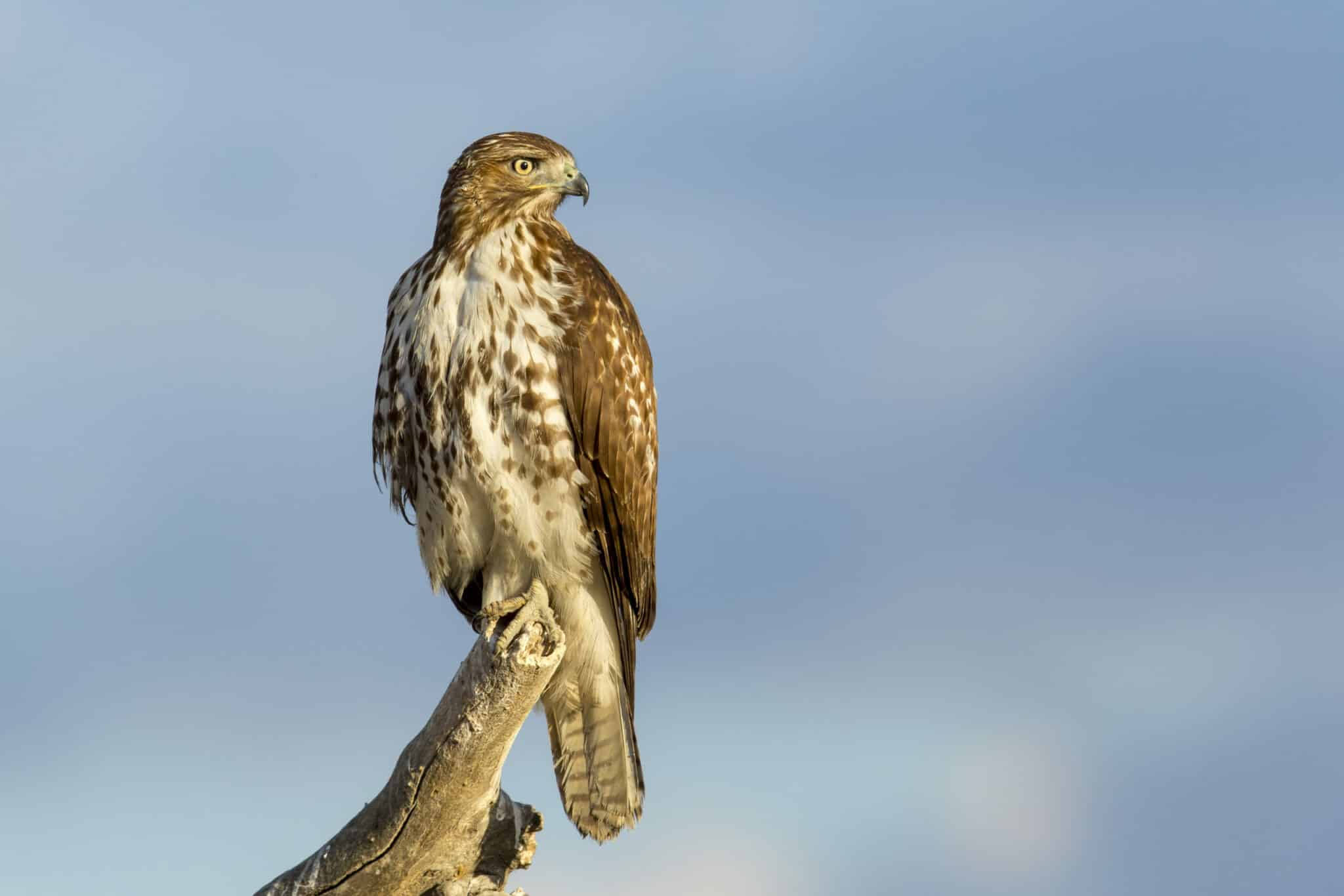 Red Tailed Hawk