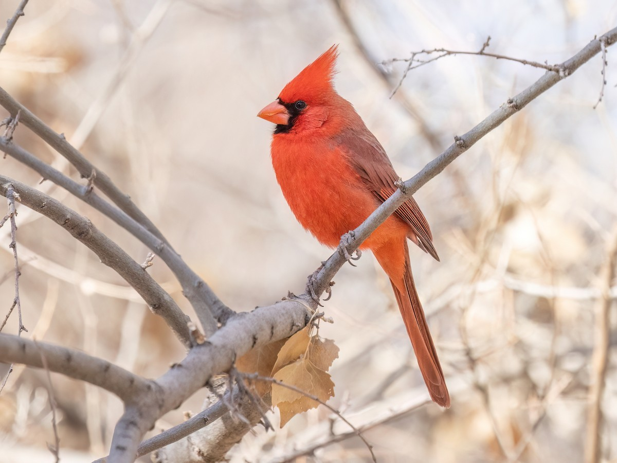 Northern Cardinal